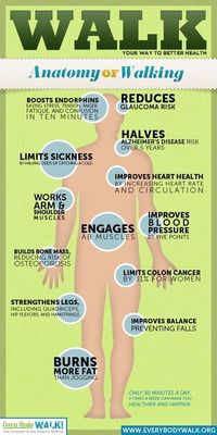 Anatomy of Walking